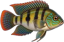 Acará