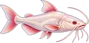 Bagre Albino