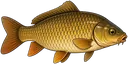 Carpa Comum
