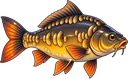 Carpa Espelho