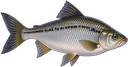 Corimba