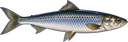 Peixe-Rei
