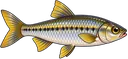 Piaba