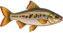 Piau