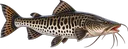 Pintado