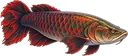 Pirarucu Ancião