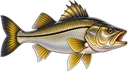 Robalo