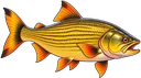Salmão Dourado