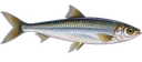 Sardinha do Lago