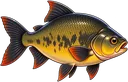 Tambaqui