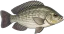 Tilápia