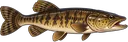 Traíra