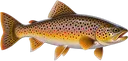 Truta Malhada