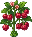 Cereja Rubi