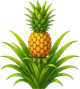 Abacaxi