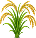 Arroz