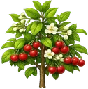 Cereja