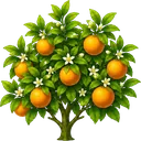 Laranja