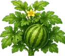 Melancia