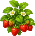 Morango