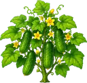 Pepino