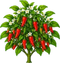 Pimenta