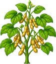 Soja
