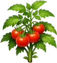 Tomate