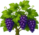 Uva